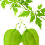 Cardiospermum Halicacabum
