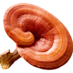 Reishi