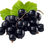 Ribes Nero