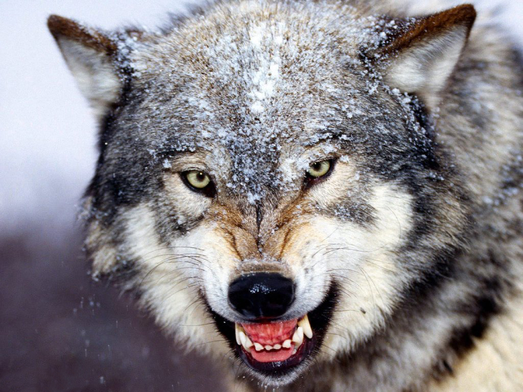Anche i lupi possono affezionarsi all’uomo come i cani, lo afferma uno studio