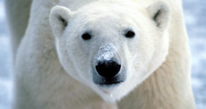 Orso polare