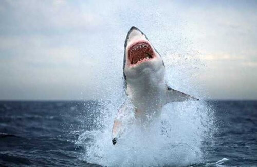 Anche i grandi squali bianchi tremano, ecco i 2 predatori di cui hanno terrore