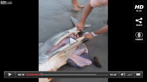 Pazzesco salvataggio di tre squali neonati in Australia
