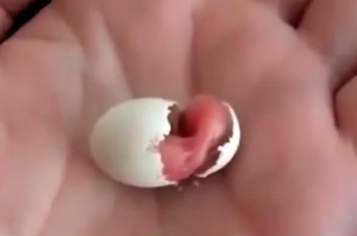 La nascita di un pappagallo in un video davvero emozionante