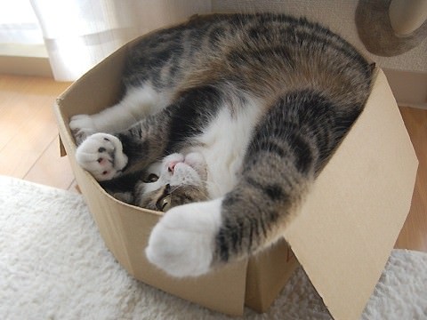 I gatti e la passione per le scatole: perchè?