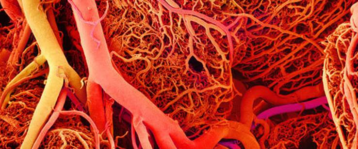Costruiti in laboratorio i primi vasi sanguigni in 3D