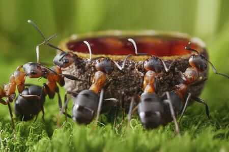 Eliminare le formiche senza uso di prodotti chimici, ecco come fare