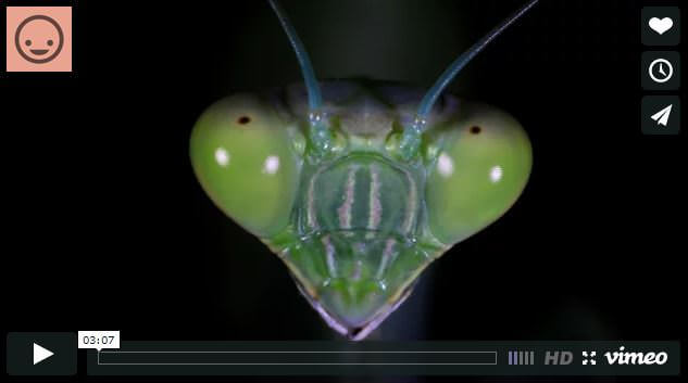 A tu per tu con gli insetti: video pazzesco