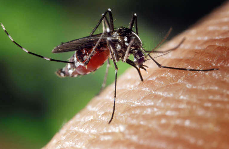 Cibi anti zanzara: ecco cosa bisogna mangiare per evitare fastidiose punture