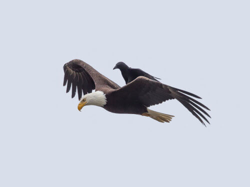 Un corvo si fa dare un passaggio da un’aquila, è accaduto negli Stati Uniti