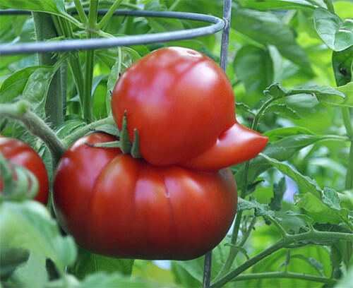 Un pomodoro a forma di paperella