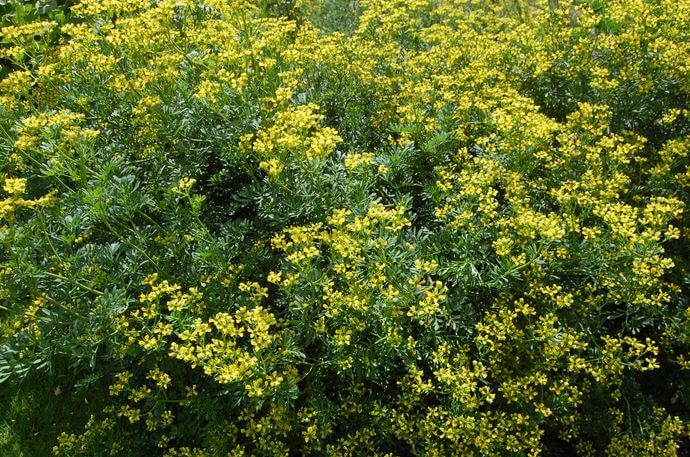ruta-graveolens-1.jpg