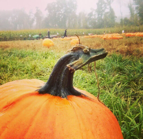 La testa di una zucca a forma di drago
