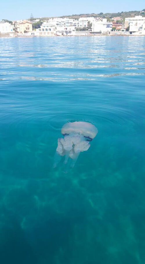 Invasione di meduse giganti nei nostri mari, decine di segnalazioni nel Lazio e nell’alto Adriatico