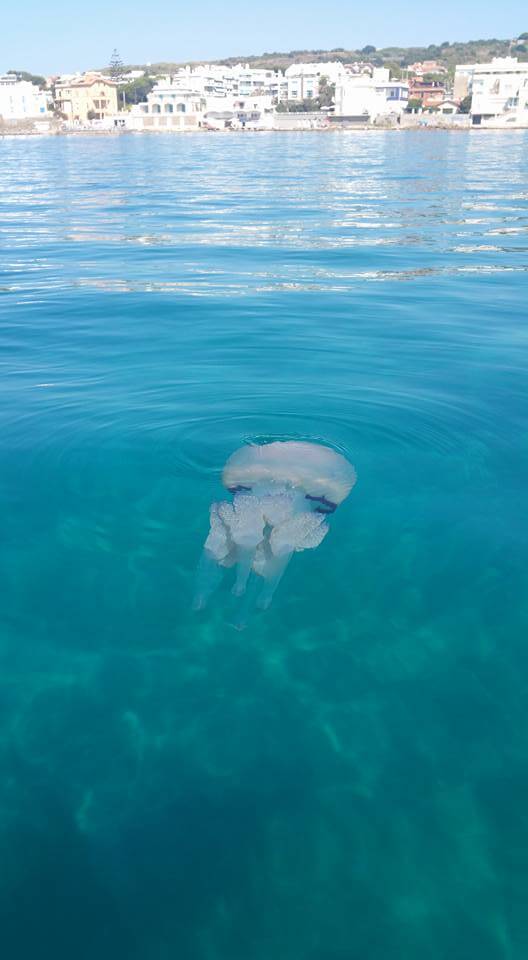 Invasione di meduse giganti nei nostri mari, decine di segnalazioni nel Lazio e nell’alto Adriatico