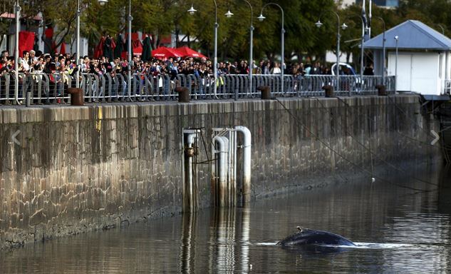 Balena-a-Buenos-Aires-1.jpg