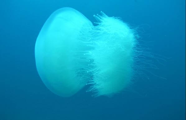 Allarme Mediterraneo: rischio arrivo di meduse giganti
