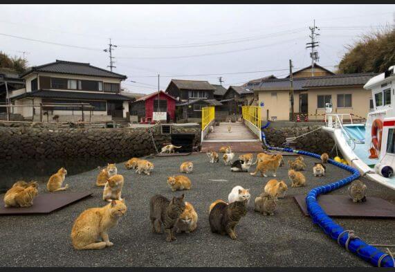 Aoshima, l’isola dei gatti in Giappone