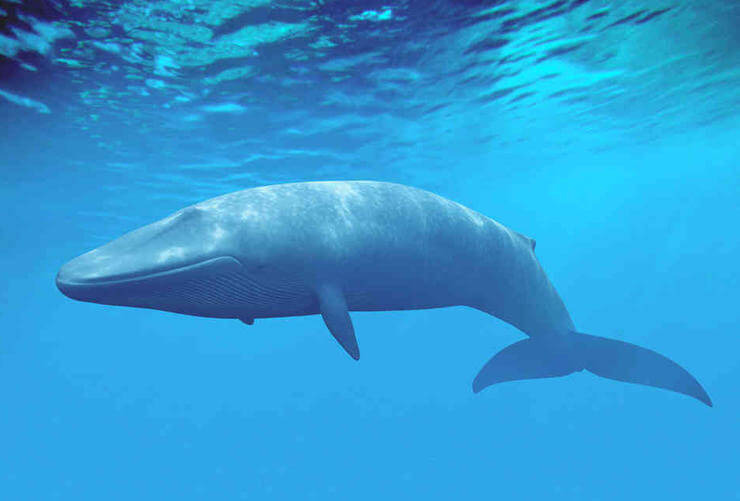Balenottera azzurra, l’animale più grosso di sempre dopo i dinosauri
