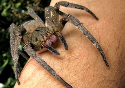 Può il veleno di ragno curare la disfunzione erettile?