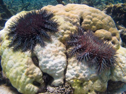 Come l’aceto può salvare le barriere coralline