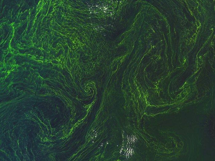 Un gigantesco vortice di alghe fotografato dallo spazio