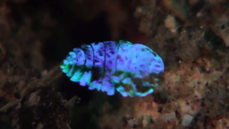crostaceo-zaffiro-di-mare-invisibile-1.jpg