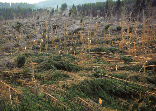 Ambiente: il mondo non è a rischio disboscamento