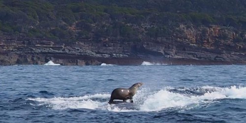 La foca che cavalca una balena, la foto che sta facendo il giro del mondo
