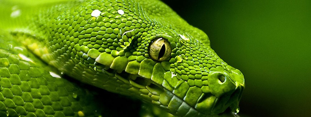 serpenti-1.jpg