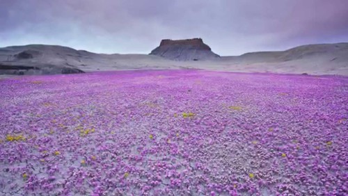 Atacama, la malva tinge la sabbia di rosa