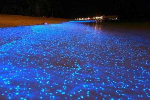 Giappone, lo spettacolo dei calamari lucciola