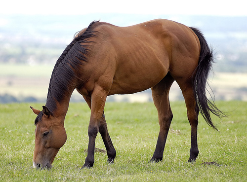 La furbizia e l’intelligenza dei cavalli