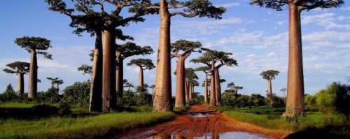 Un progetto italiano preserva 1700 ettari di foresta pluviale in Madagascar
