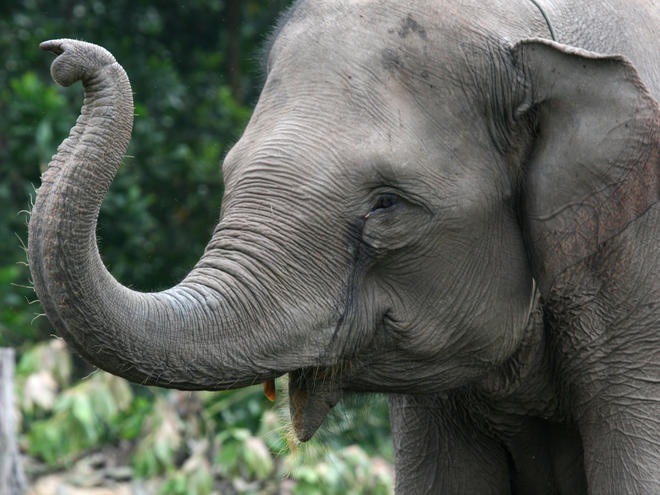 elefante-cancro-1.jpg