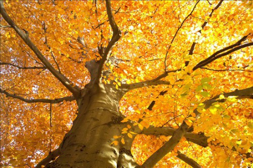Perché in autunno le foglie degli alberi ingialliscono e cadono?