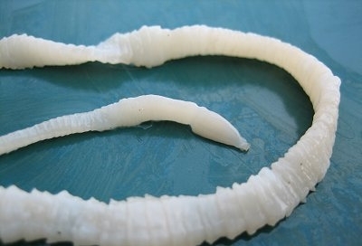 Tapeworm-1.jpg