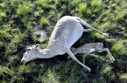 Strage di antilopi Saiga in Kazakistan, ancora ignote le cause