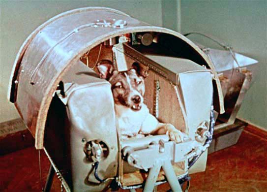 laika-1.jpg
