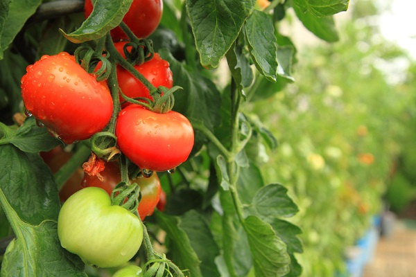 Pomodori nello Spazio: il progetto che rivoluzionerà l’alimentazione degli astronauti