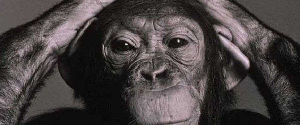 Scimpanzé cavie del National Institute of Health (USA) torneranno in libertà