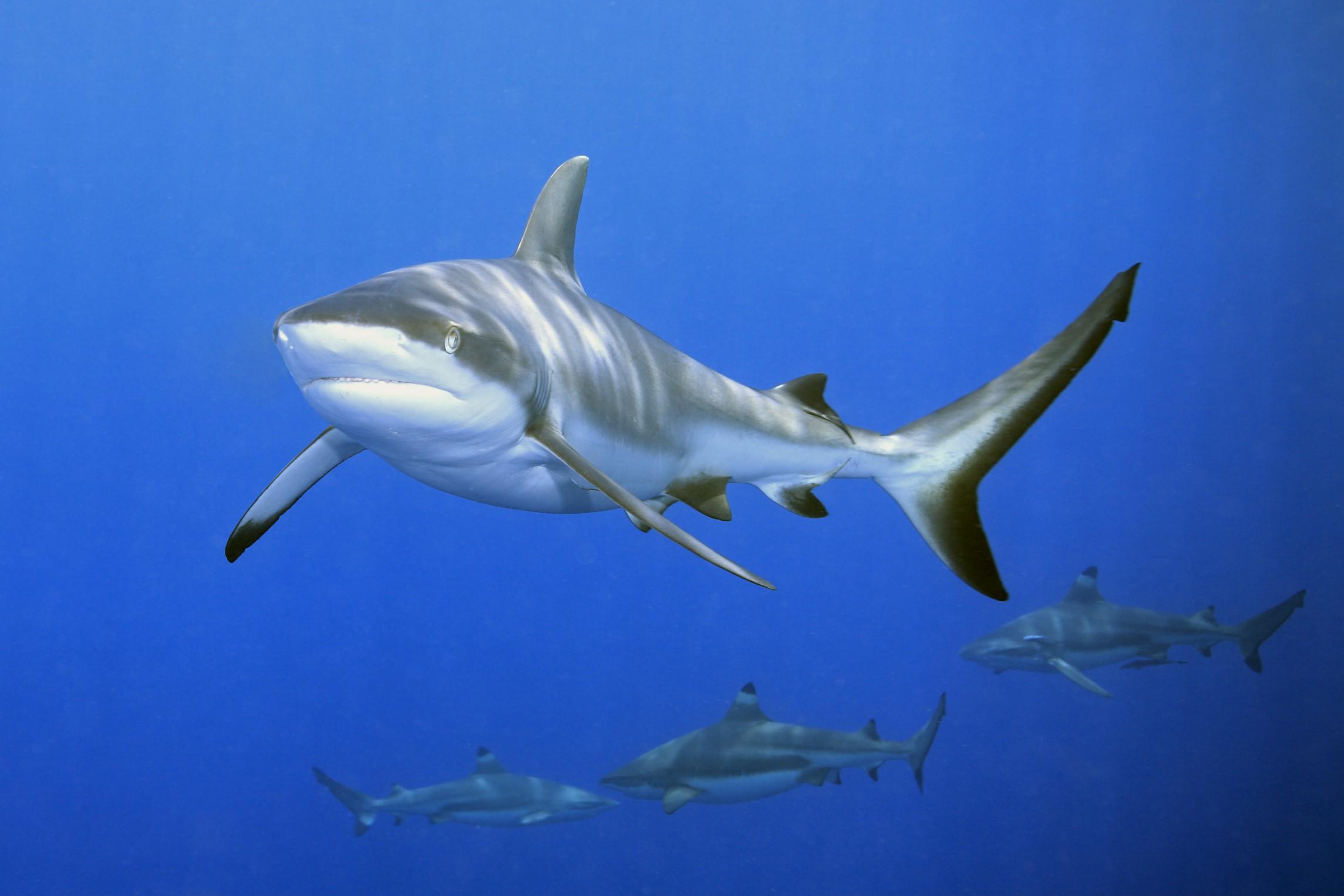 Inquinamento degli Oceani: gli squali sono a rischio
