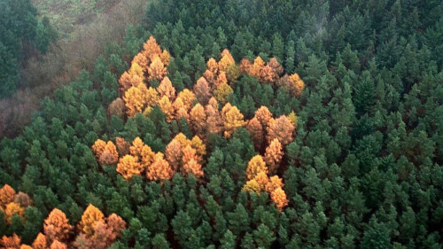 Germania, il mistero della svastica disegnata tra gli alberi