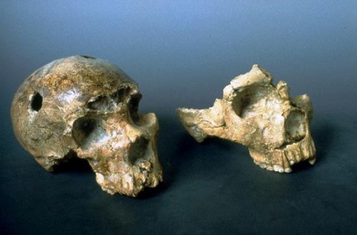 L’uomo di Neandhertal è arrivato a Roma 250mila anni fa
