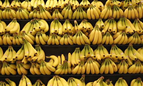 Banane, come la peste potrebbe cancellarle per sempre