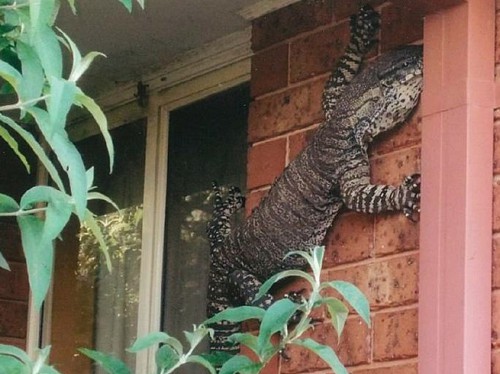 Australia: una lucertola gigante attaccata al muro di casa