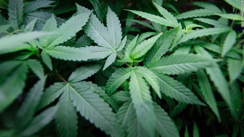 Marijuana legalizzata in Colombia per scopi terapeutici