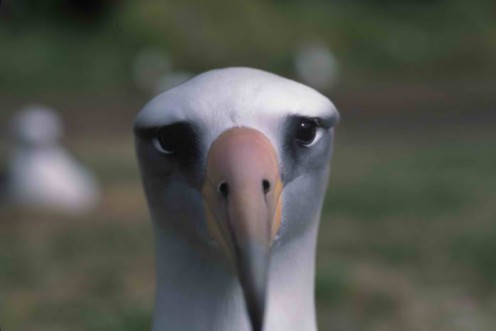 Wisdom, l’Albatros più vecchio del mondo depone un altro uovo