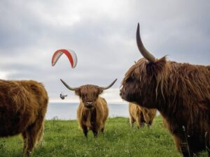 Fao: l'allevamento porterà all'estinzione di molte specie animali