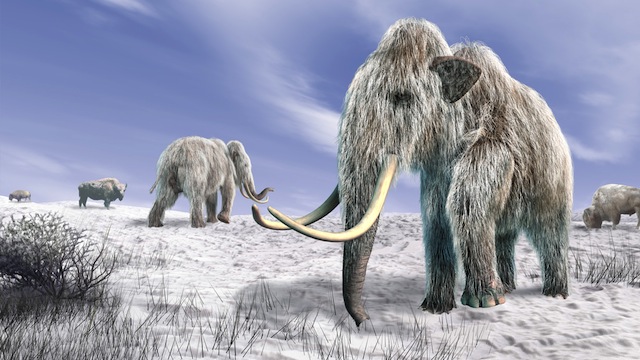 Studio rivela nuove ipotesi sull’estinzione dei Mammut